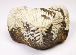 shark tooth Ptychodus mortoni - Cretaceous (Kansas)