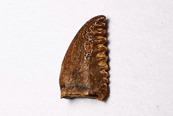 dinosaur tooth Pectinodon bakkeri - Maastrichtian (South Dakota)