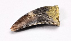 dent de dinosaure Archeroraptor temertyorum. - Maastrichtien (Sud Dakota)