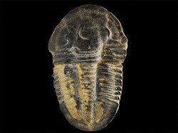 Trilobite Asaphiscus wheeleri, Cambrien moyen (Utah)