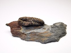 Colpocoryphe rouaulti, middle Ordovician, Britanny, FRANCE