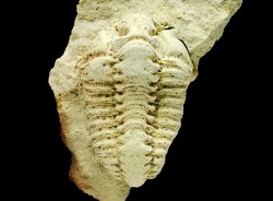 Trilobite Calymene celebra, Silurien (Illinois)