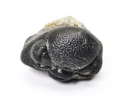 Collection de 2 trilobites Phacops rana, Devonien (New York)