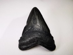 dent de requin Carcharocles angustidens - Oligocène (Caroline du Nord)