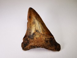 dent de requin Carcharocles angustidens - Oligocène (Caroline du Nord)