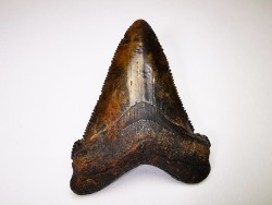 dent de requin Carcharocles angustidens - Oligocène (Caroline du Nord)