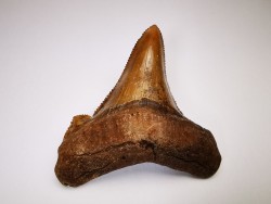 dent de requin Carcharocles angustidens - Oligocène (Caroline du Nord)
