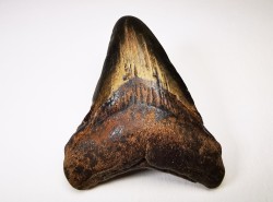 dent de requin Carcharocles angustidens - Oligocène (Caroline du Nord)