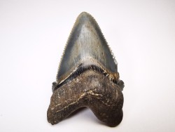 dent de requin Carcharocles angustidens - Oligocène (Caroline du Nord)