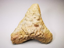 dent de requin Carcharocles angustidens - Oligocène (Caroline du Nord)