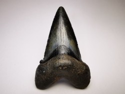 dent de requin Carcharocles angustidens - Oligocène (Caroline du Nord)