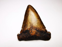 dent de requin Carcharocles angustidens - Oligocène (Caroline du Nord)