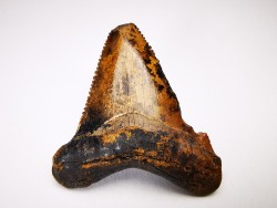 dent de requin Carcharocles angustidens - Oligocène (Caroline du Nord)