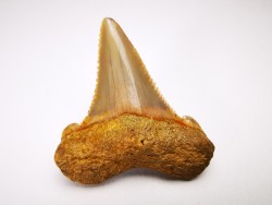 dent de requin Carcharocles angustidens - Oligocène (Caroline du Nord)