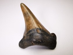 shark tooth Carcharocles angustidens - Oligocene (North Carolina)