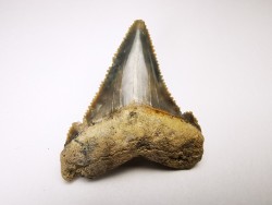 dent de requin Carcharocles angustidens - Oligocène (Caroline du Nord)
