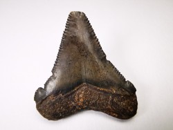 dent de requin Carcharocles angustidens - Oligocène (Caroline du Nord)