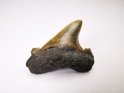 dent de requin Carcharocles angustidens - Oligocène (Caroline du Nord)