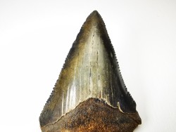 dent de requin Carcharocles angustidens - Oligocène (Caroline du Nord)
