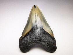 shark teeth: Carcharodon megalodon - Miocene (USA)