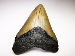 Dent de requin: Carcharodon megalodon, Miocène (USA)