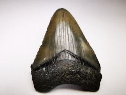 Dent de requin: Carcharodon megalodon, Miocène (USA)