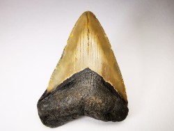 Dent de requin: Carcharodon megalodon, Miocène (USA)