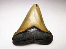 Dent de requin: Carcharodon megalodon, Miocène (USA)