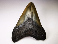 Dent de requin: Carcharodon megalodon, Miocène (USA)
