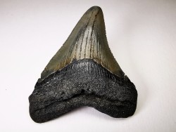 shark teeth: Carcharodon megalodon - Miocene (USA)