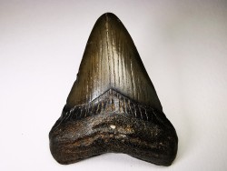 Dent de requin: Carcharodon megalodon, Miocène (USA)