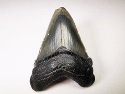 shark teeth: Carcharodon megalodon - Miocene (USA)