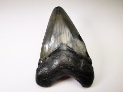 Dent de requin: Carcharodon megalodon, Miocène (USA)