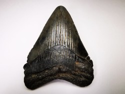 shark teeth: Carcharodon megalodon - Miocene (USA)