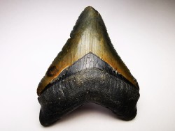 Dent de requin: Carcharodon megalodon, Miocène (USA)