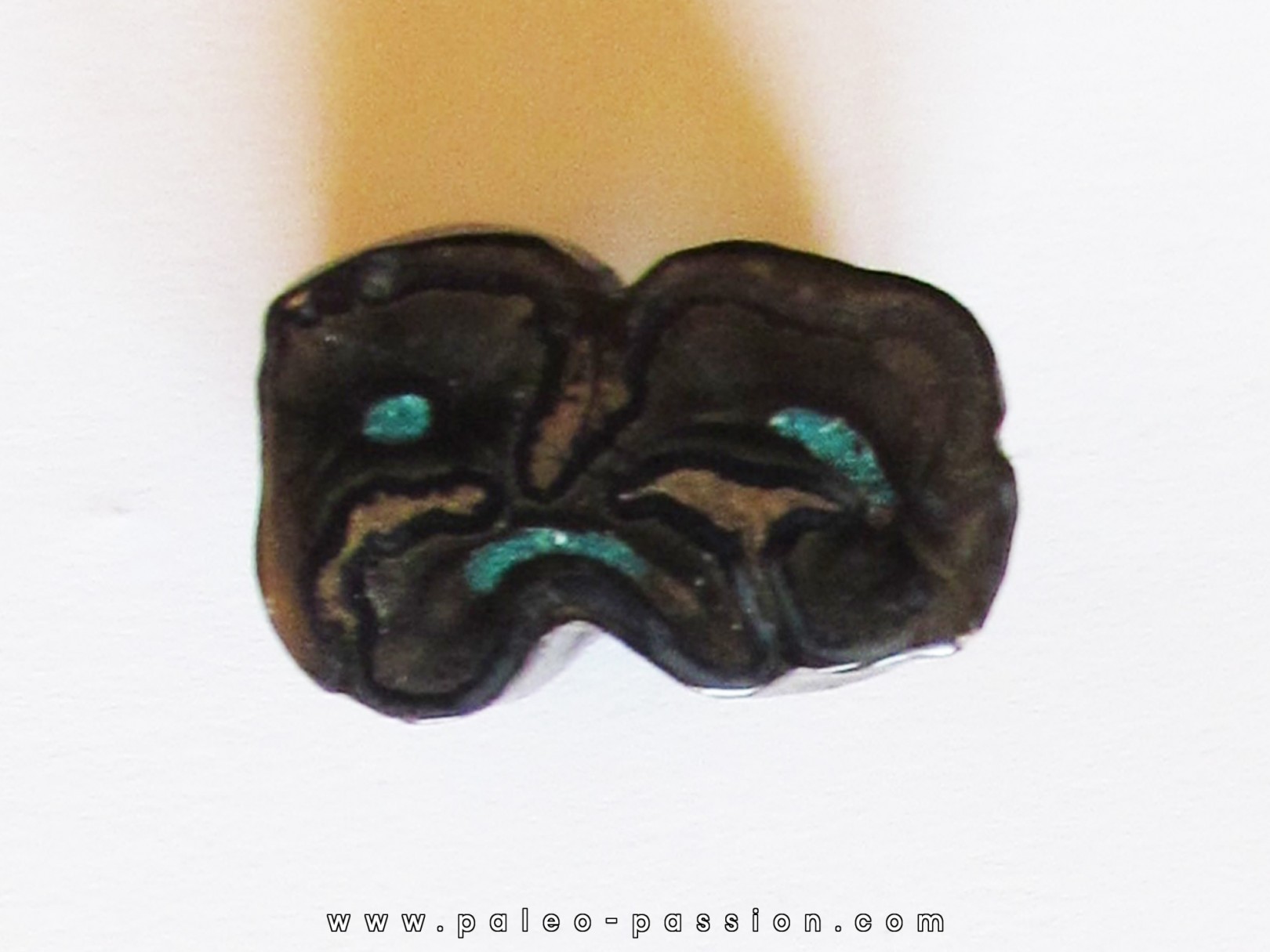 Equus complicatus tooth with chrysocola -RARE- (2) Equus complicatus tooth with chrysocola -RARE- (2)