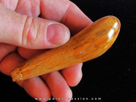 Sperm Whale tooth :Scaldicetus (2)