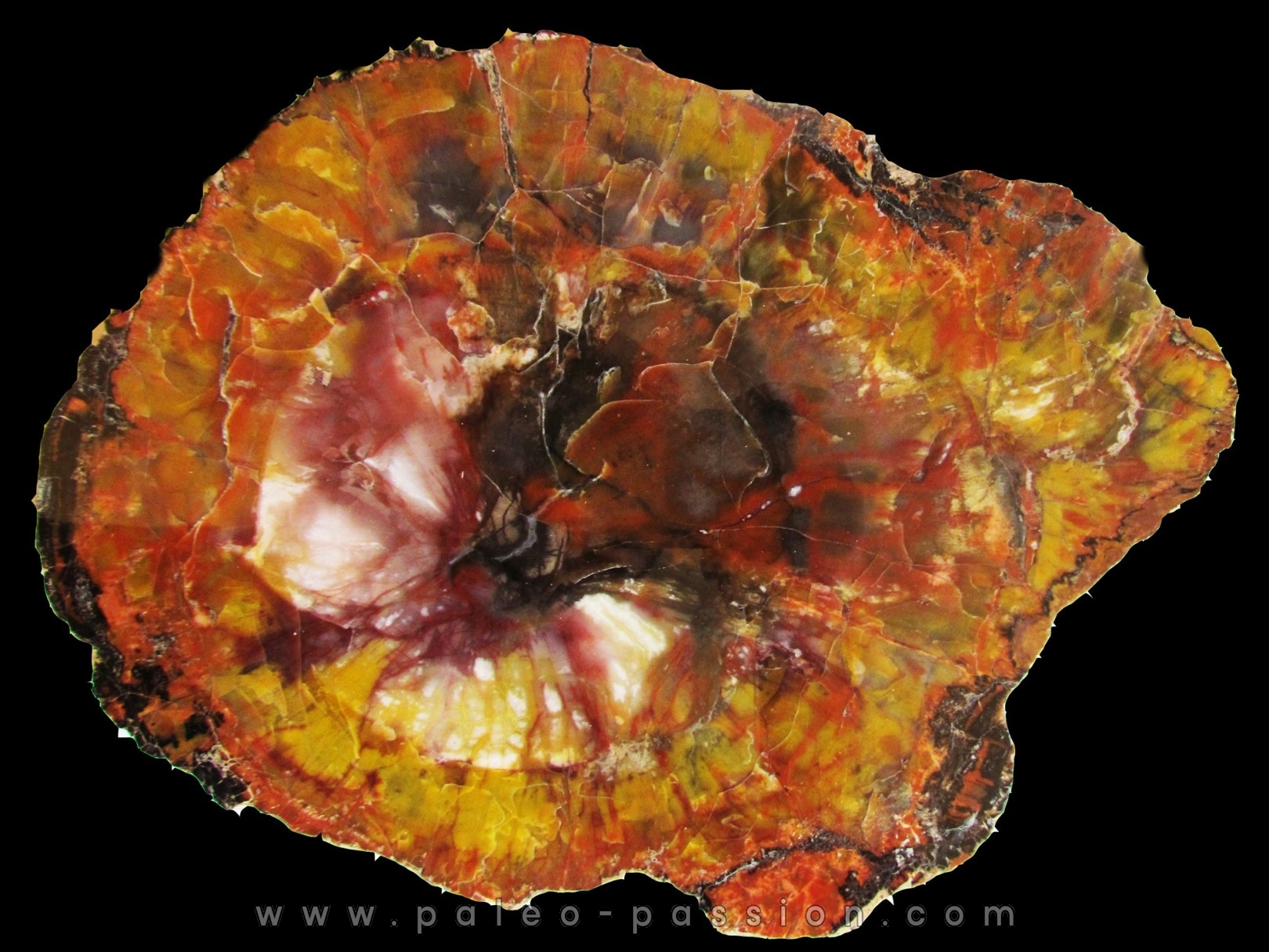 belle tranche de bois fossile silicifié (7)