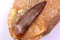dent d'elasmosaure: zarafasaura oceanis - Maestrichtian - Oued Zem, Morocco