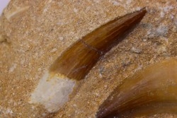 dent d'elasmosaure: zarafasaura oceanis - Maestrichtian - Oued Zem, Morocco