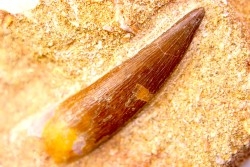 dent d'elasmosaure: zarafasaura oceanis - Maestrichtian - Oued Zem, Morocco