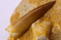 dent d'elasmosaure: zarafasaura oceanis - Maestrichtian - Oued Zem, Morocco