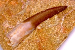 dent d'elasmosaure: zarafasaura oceanis - Maestrichtian - Oued Zem, Morocco