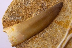 dent d'elasmosaure: zarafasaura oceanis - Maestrichtian - Oued Zem, Morocco