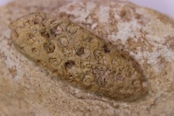 Equicalastrobus  upper Eocene  Western Sahara, rio del oro  Region of Dakhla - Morocco