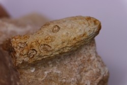 Equicalastrobus  upper Eocene  Western Sahara, rio del oro  Region of Dakhla - Morocco