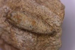 Equicalastrobus - Eocene superieur  Sahara occidental, rio del oro - Région de Dakhla - Maroc