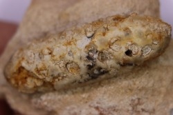 Equicalastrobus  upper Eocene  Western Sahara, rio del oro  Region of Dakhla - Morocco