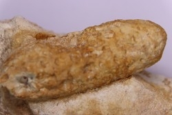 Equicalastrobus  upper Eocene  Western Sahara, rio del oro  Region of Dakhla - Morocco