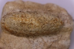 Equicalastrobus  upper Eocene  Western Sahara, rio del oro  Region of Dakhla - Morocco